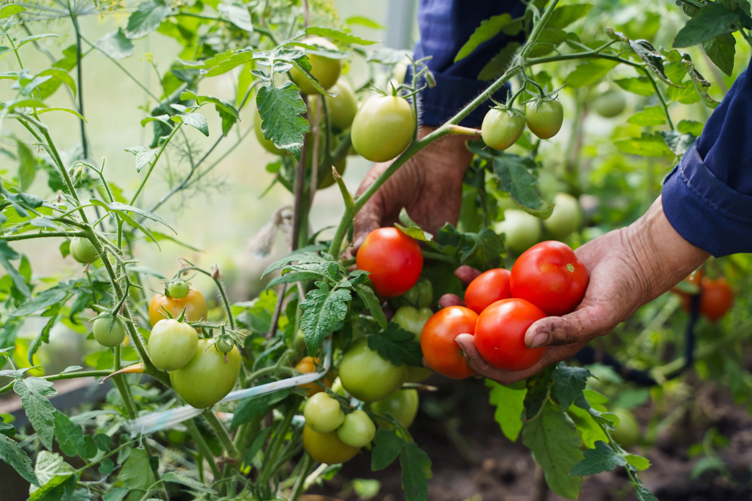 Bring Your Garden to Life
