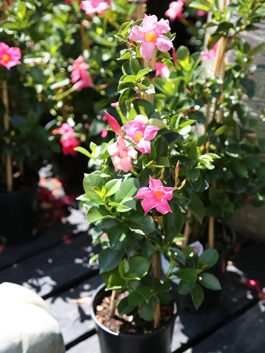 Tropical Plant Sale